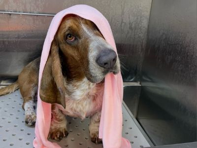 Dog covered in a pink towel