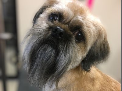 Small dog at the groomer
