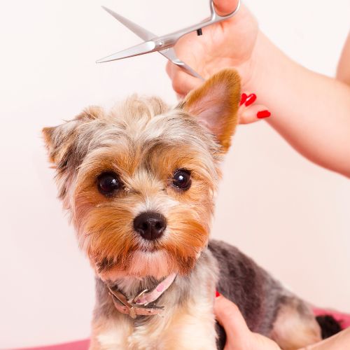Small dog being trimmed Small dog being trimmed