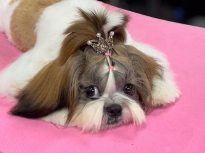 Small dog laying on a pink blanket