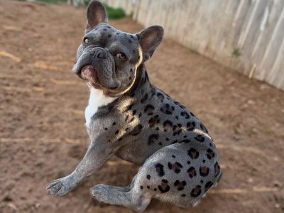 Bulldog with cheetah print