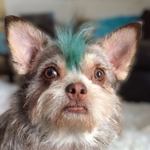 Dog with colored mohawk white kitty cat